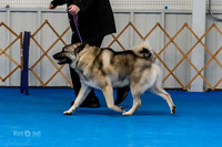 American Bred Dog