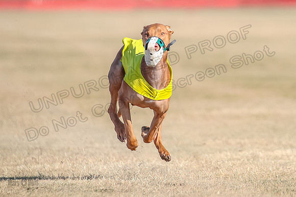 1Prelims Spec 2 Tango Cuest-0904