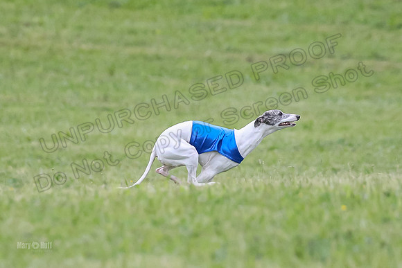Prelim Open E4, Shelby GG Aria-9144