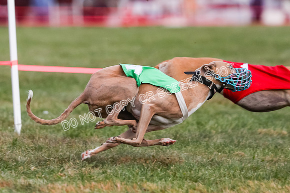 Prg 1, race 8, Toodles Victor Stone Rasta-0752