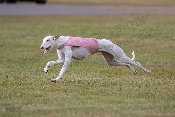 Finals Fch 2 Beastie Willow Ginny-3214