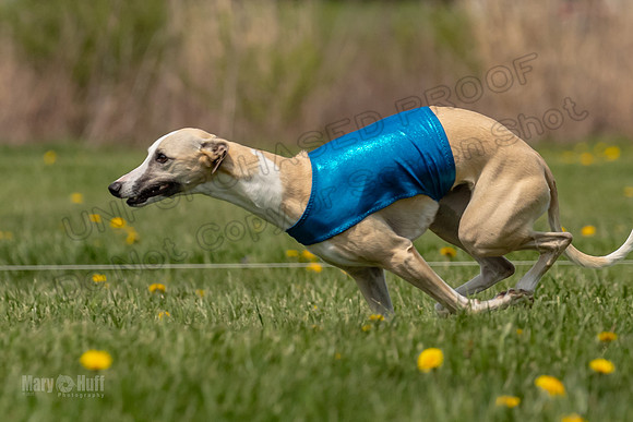 Finals Specials B3 River Magic Lace-4673