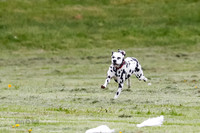 Cat Test 2-1567