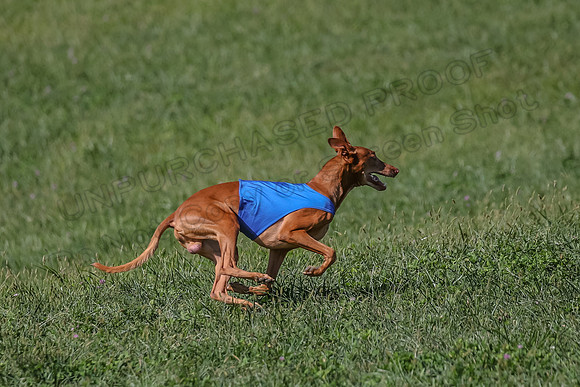 2 Finals Vet 1 Precious Copper Cayper-7298