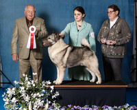 Elkhound 2020-1053