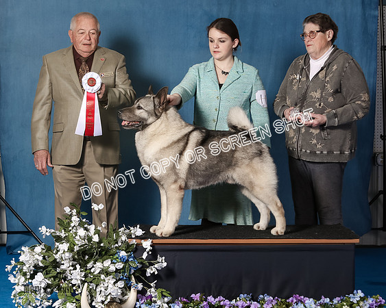 Elkhound 2020-1053