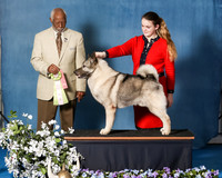 Elkhound 2020-1173