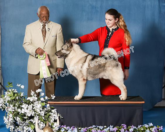 Elkhound 2020-1173
