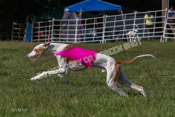 Prelims Kuiper-7462