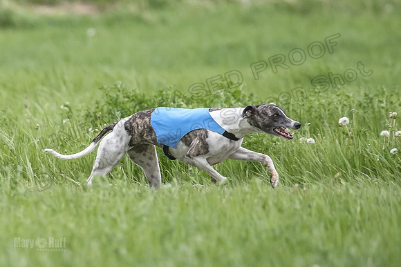 1 Prelims Open 3 Sydney Spanx Frankie-8231