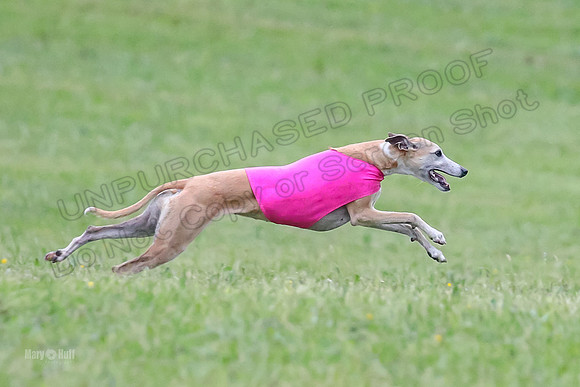 Prelim Open B1, Prudence Rosa Zelda-8394