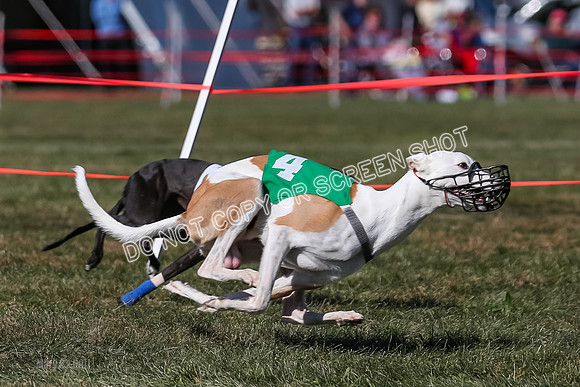 Prg 4, Race 9, Rarity Java Power Buzzsaw-2674