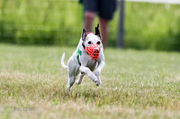 Puppy, Gambit-1593