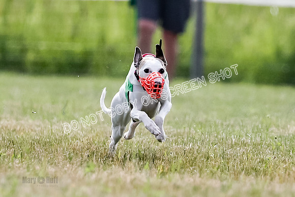 Puppy, Gambit-1593