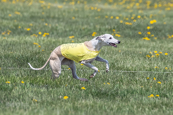 1Prelims Veterans 5 Rosie Smudge Smokey-1809
