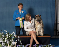 Elkhound 2020-1159