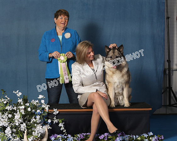 Elkhound 2020-1159