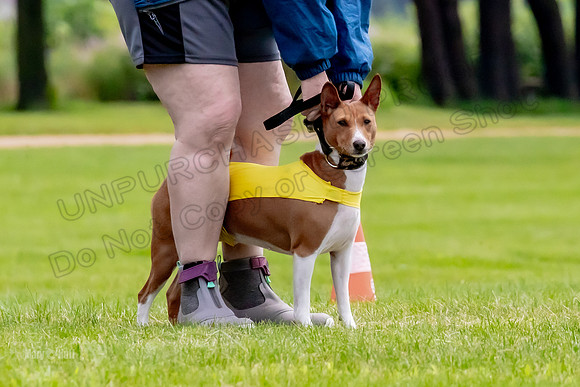 Finals Basenji-1330