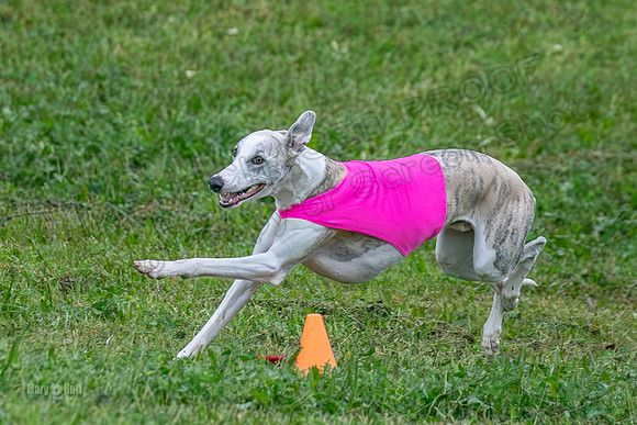 Prelims Open A2, Poppy Mateo Misty-3204