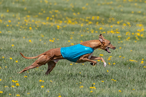 1Prelims Veterans 5 Rosie Smudge Smokey-1787