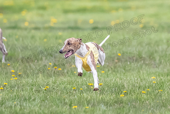 1 Prelim Open E1 Trixie Sneakers Ripley-6568