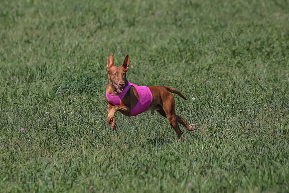 2 Finals Vet 1 Precious Copper Cayper-7260