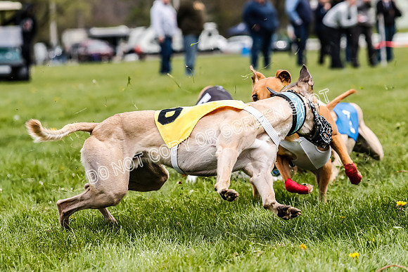 WRA, Prg 2, Race 12, Bookie Joplin Rogue Chase Jigsaw Rum-9083