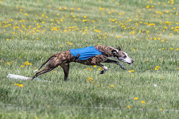 1Prelims Veterans 2 Nellie Prudence Captain-1646