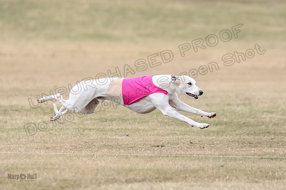 1Prelim Open 5 Petey Sue Cheese-3152