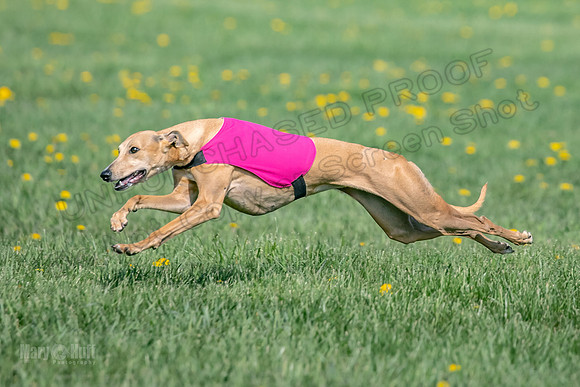 1Prelims Specials A4 Whisper Indy Crescent-1281