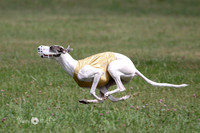 BOB