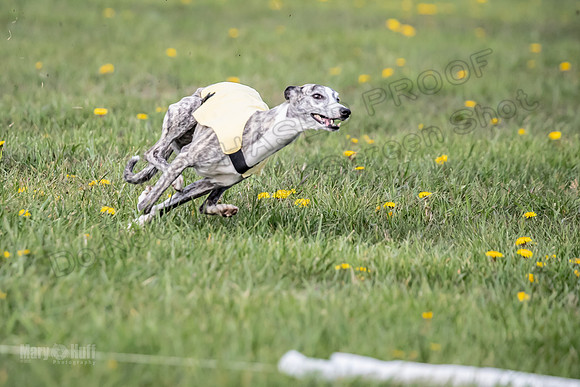 1 Prelim FCh A4 Whisper Zinger-6702