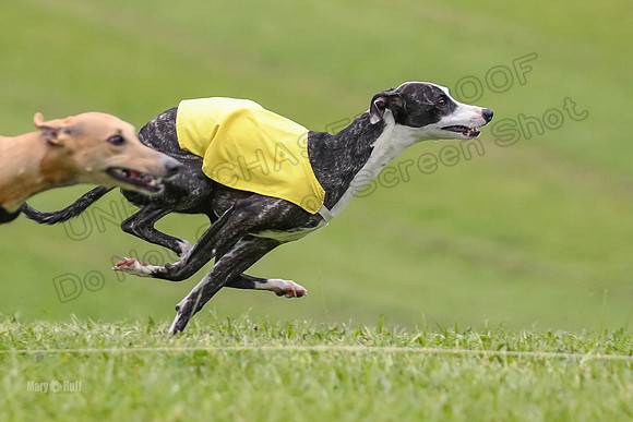 Prelim Open E3, Panda Kracken Indy-4952