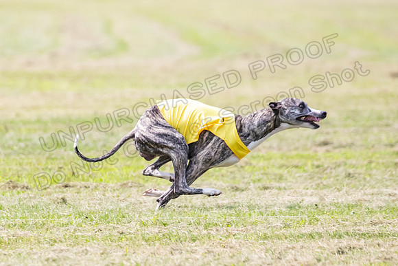 prelims Fch-Vet Arrow Wilson-7624