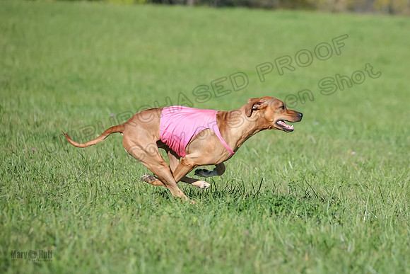 1 Prelims Open 1 Kinky Ash Zanna-4439