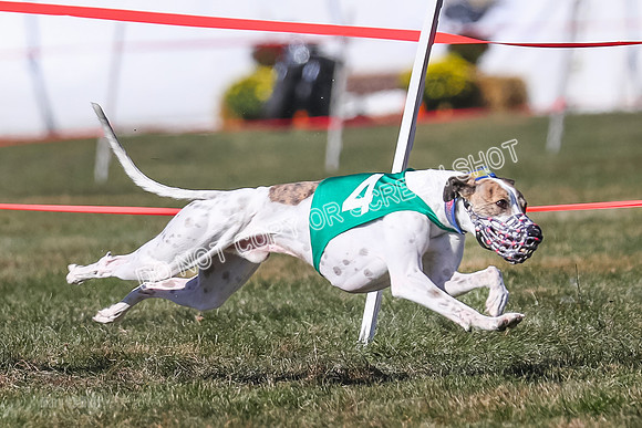 Prg 4, Race 12, Snacks Coty Ryka Stone-2735