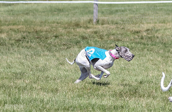 Program 2, Race 5 Tempy Clover Tizzy Pearl EllieMae Riley-4276