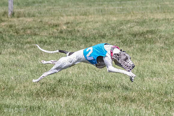 Program 2, Race 5 Tempy Clover Tizzy Pearl EllieMae Riley-4277