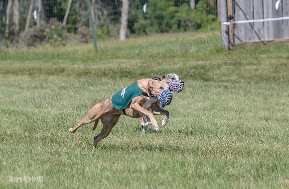 Program 2, Race 2 Jett Trillian Fia Roxy Gambit Mimic-4046