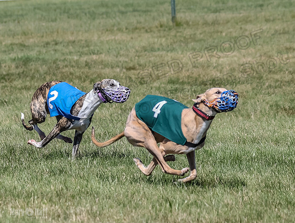 Program 2, Race 2 Jett Trillian Fia Roxy Gambit Mimic-4053
