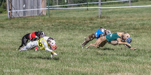 Program 2, Race 2 Jett Trillian Fia Roxy Gambit Mimic-4051