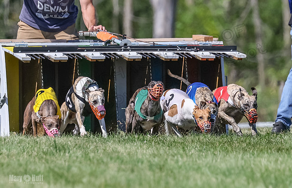 Program 2, Race 6 Ullr Veela Conway Talim-4336