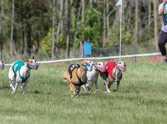 Program 2, Race 5 Tempy Clover Tizzy Pearl EllieMae Riley-4259