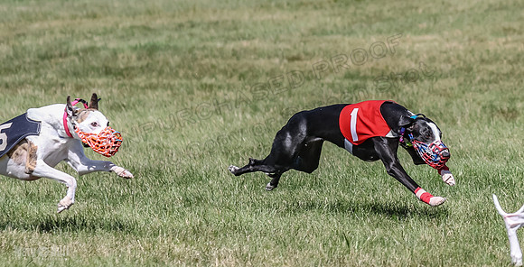 Program 2, Race 2 Jett Trillian Fia Roxy Gambit Mimic-4056