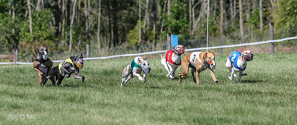Program 2, Race 4 Sadie Piper Jethro Shimmy Kaldi Bandit-4201