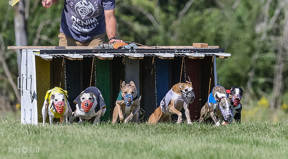 Program 2, Race 2 Jett Trillian Fia Roxy Gambit Mimic-4025