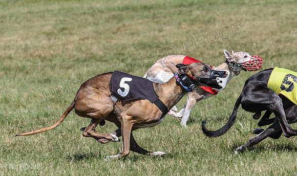Program 2, Race 4 Sadie Piper Jethro Shimmy Kaldi Bandit-4214