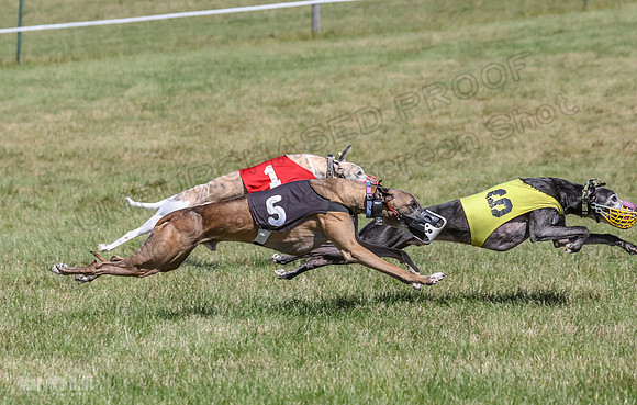 Program 2, Race 4 Sadie Piper Jethro Shimmy Kaldi Bandit-4216