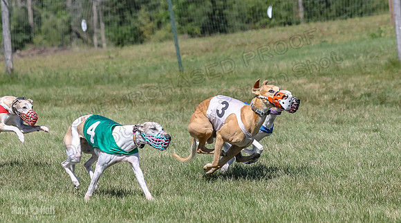 Program 2, Race 4 Sadie Piper Jethro Shimmy Kaldi Bandit-4213