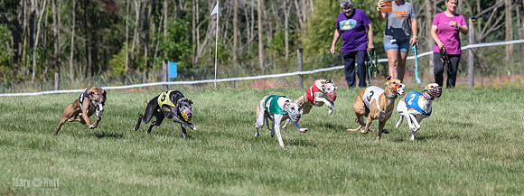 Program 2, Race 4 Sadie Piper Jethro Shimmy Kaldi Bandit-4203